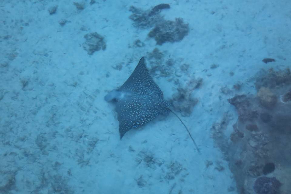 Io e la razza a Moorea