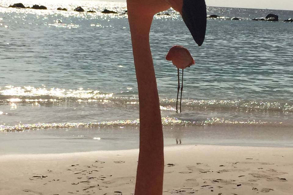 Io e i fenicotteri ad Aruba