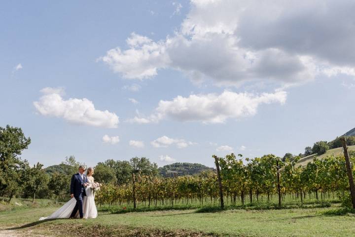 Vineyard