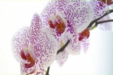 Orchidee