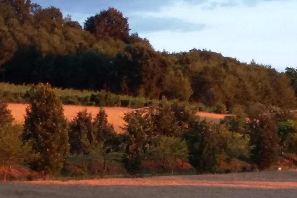 Podere Illica