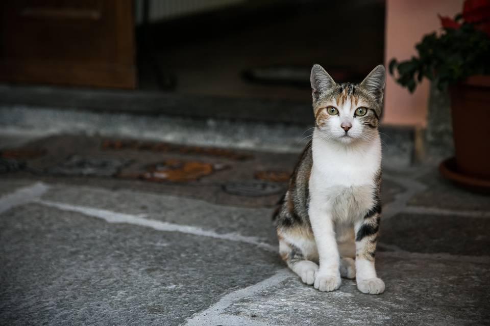 Belle Foto di Nozze