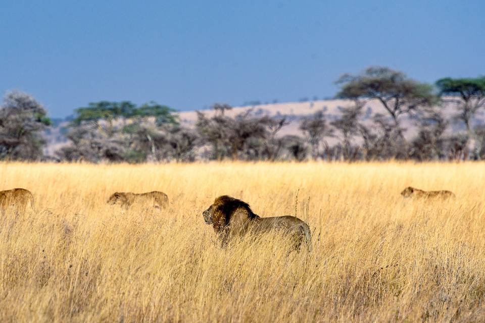 Tanzania