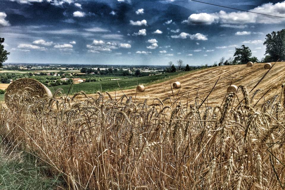 Campi e vista su Bologna