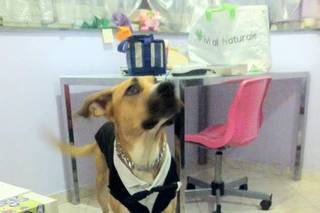 Scodinzolando – Dog Sitting per Matrimoni ed Eventi