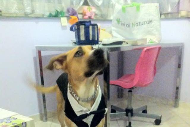 Scodinzolando – Dog Sitting per Matrimoni ed Eventi