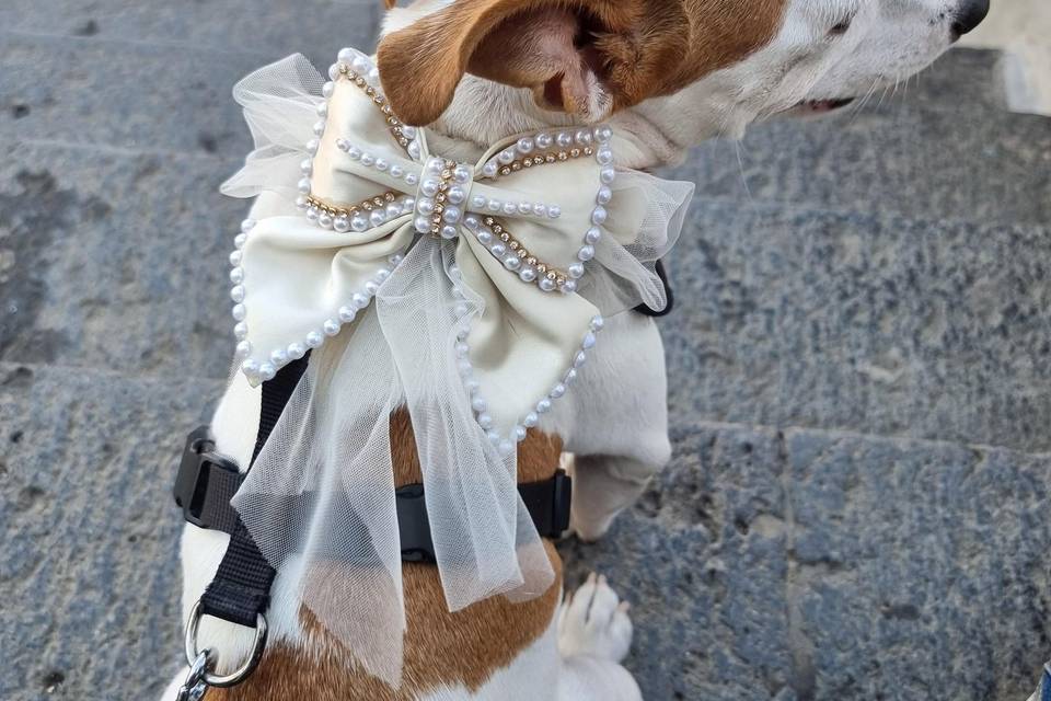 Le origini della toelettatura del cane. - Wedding Dog Sitter