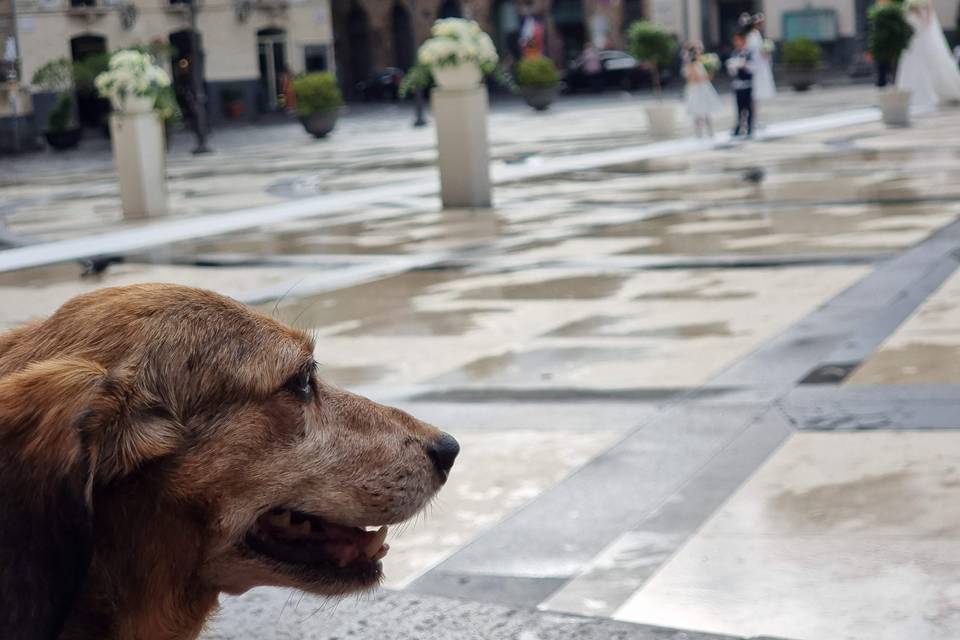 Lulù attende la sposa