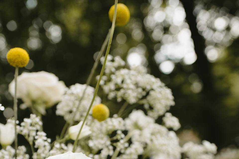 Fiori di campo
