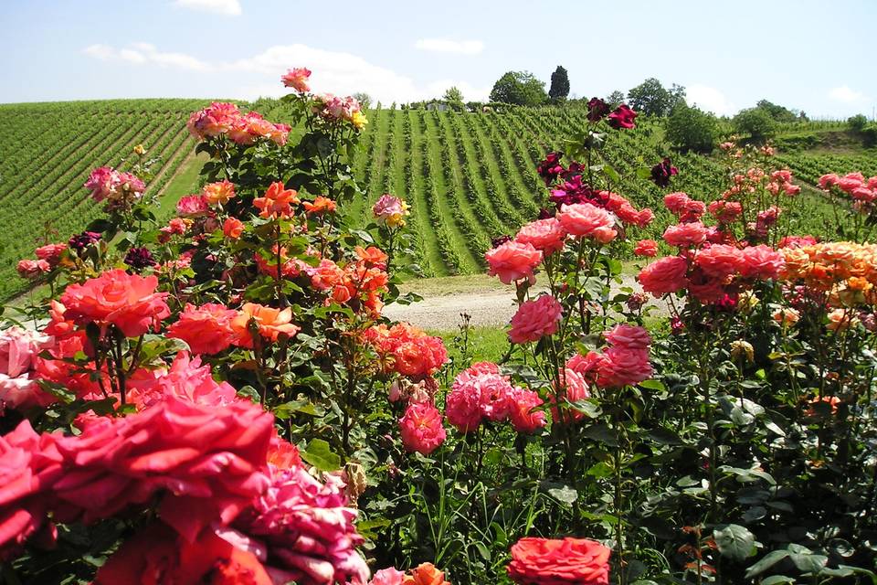 Agriturismo Borgo delle Vigne