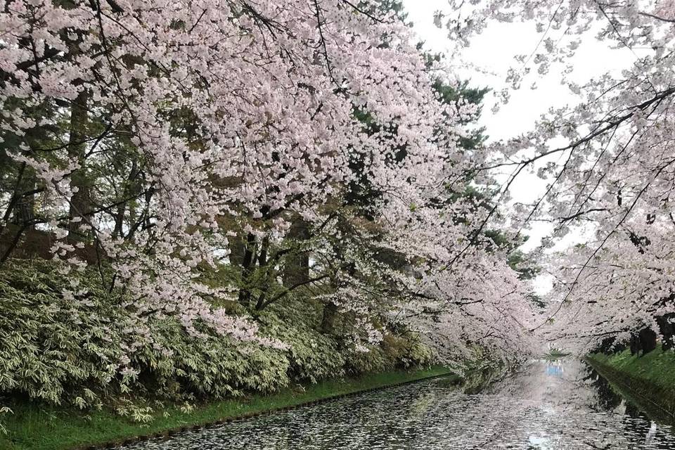 Hanami Hirosaki