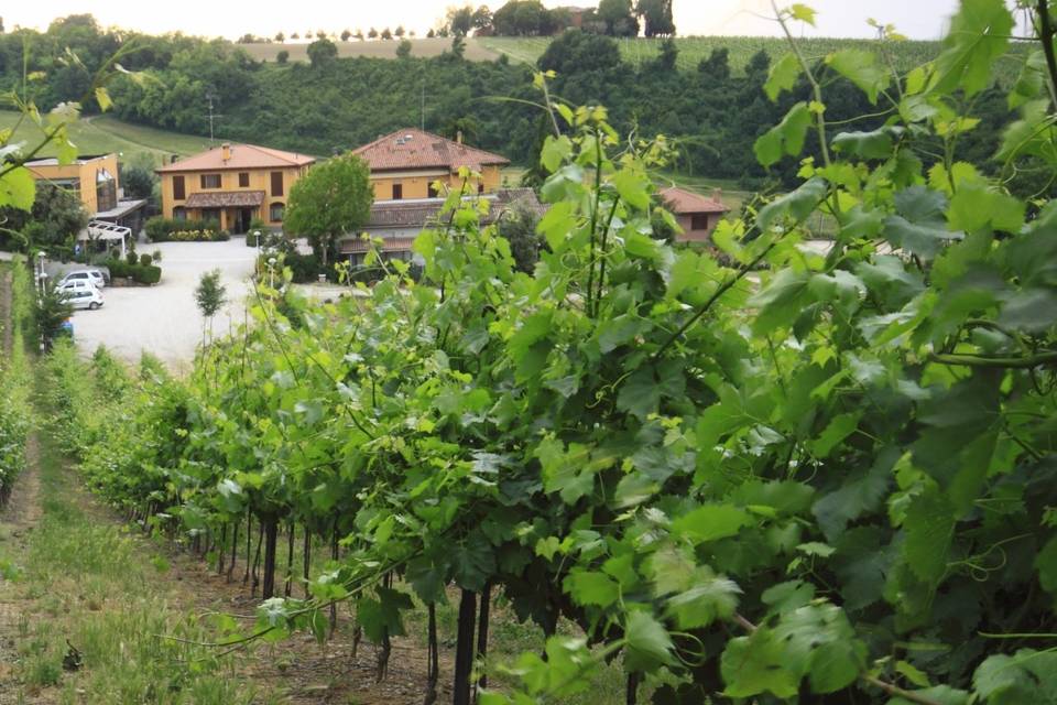 Vista tra le vigne