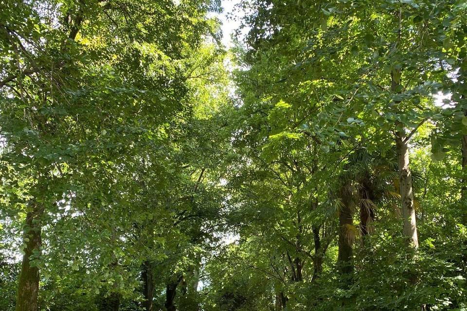 Il giardino alberato