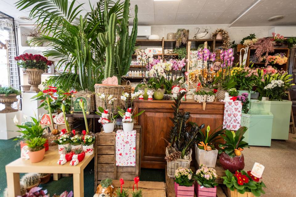 Interno_negozio_fiori_piante