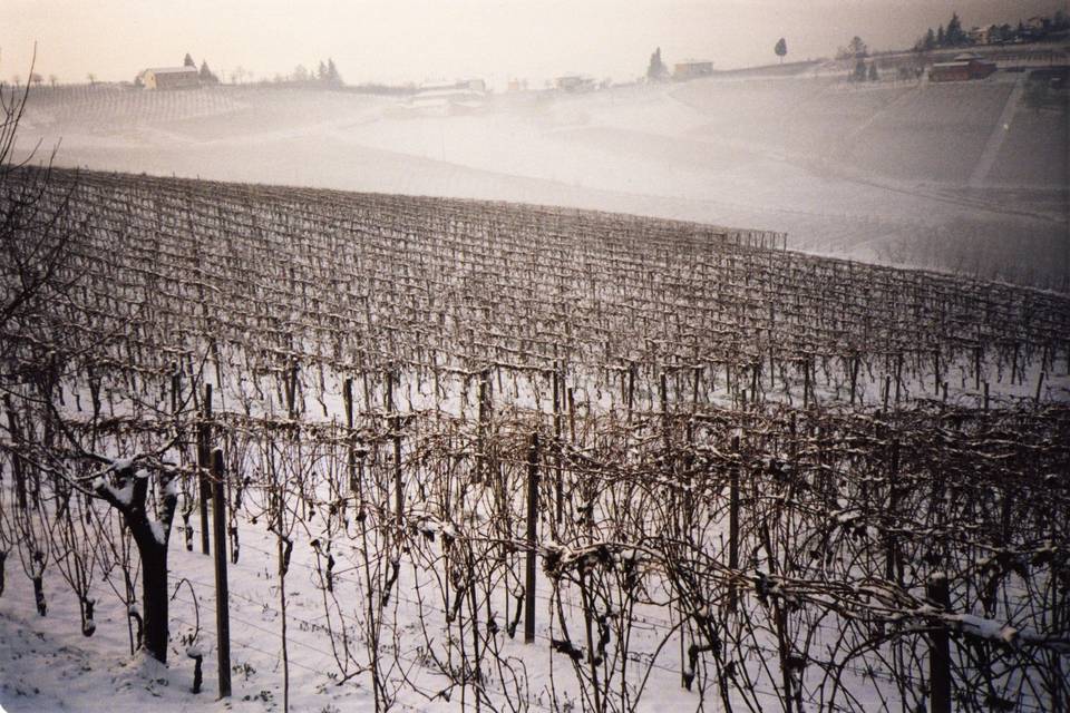 Vigneti d'inverno