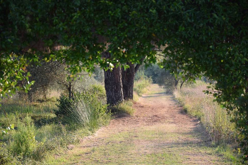 Campagna circostante