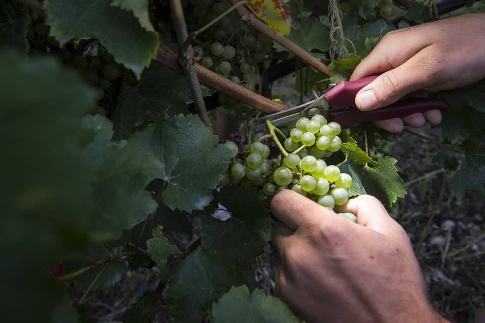 Vendemmia