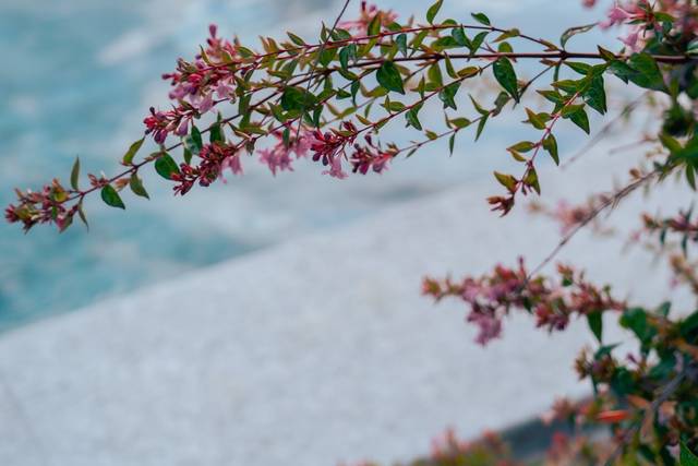 Primavera