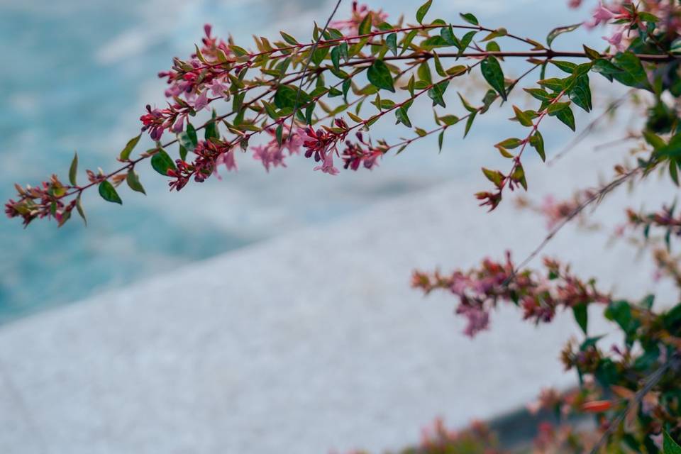 Primavera