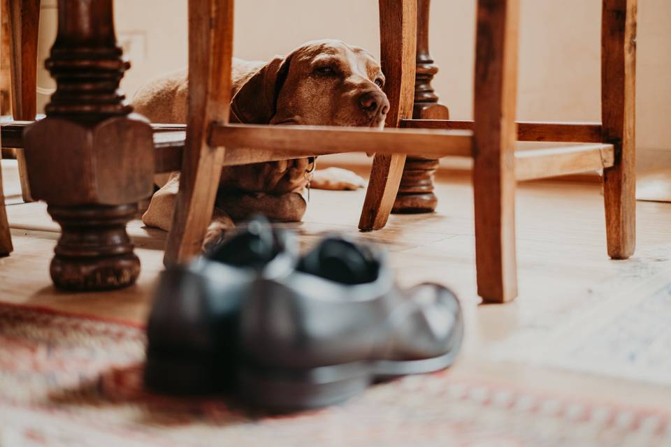 Il mio amico cane