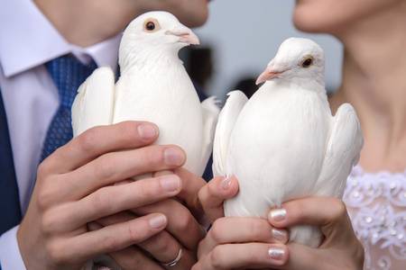 Colombe bianche per matrimonio