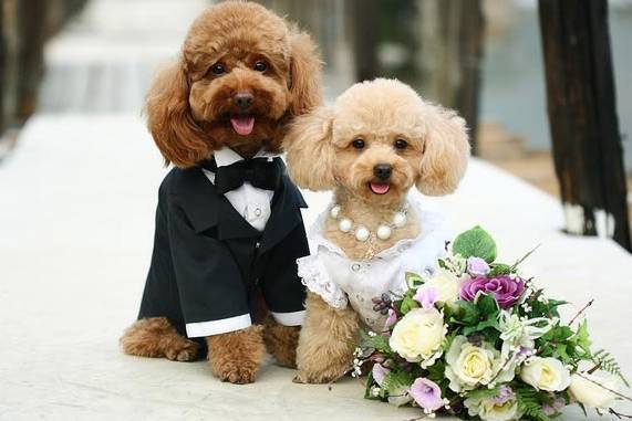 Accessori cani per matrimoni