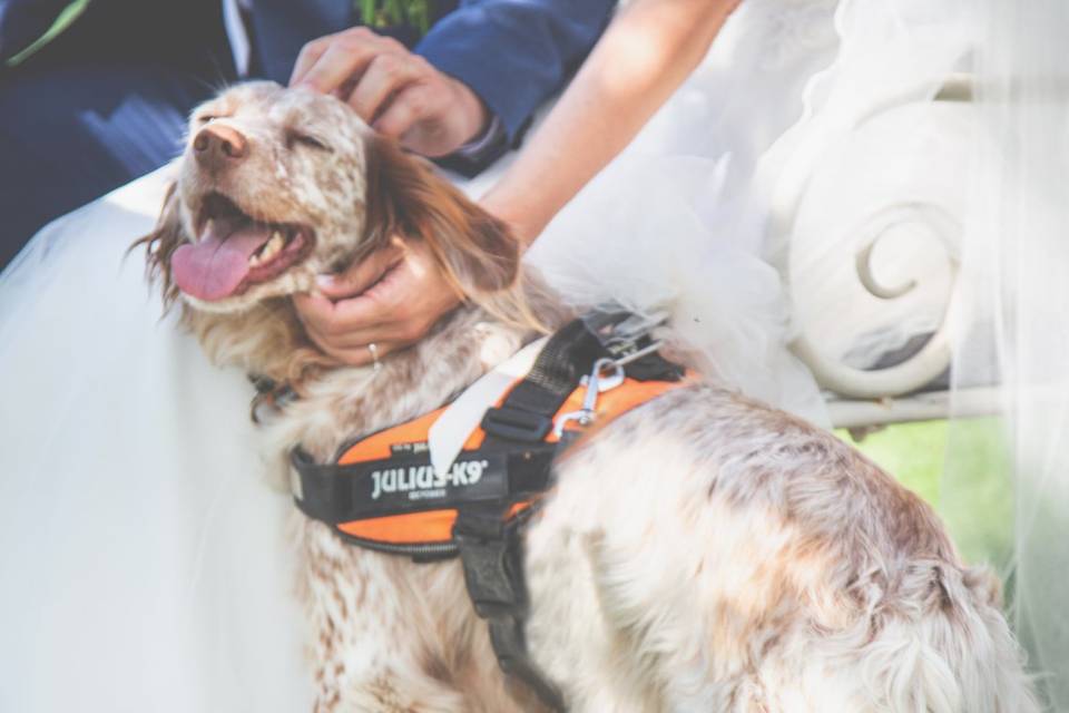 Il nostro amico cane...