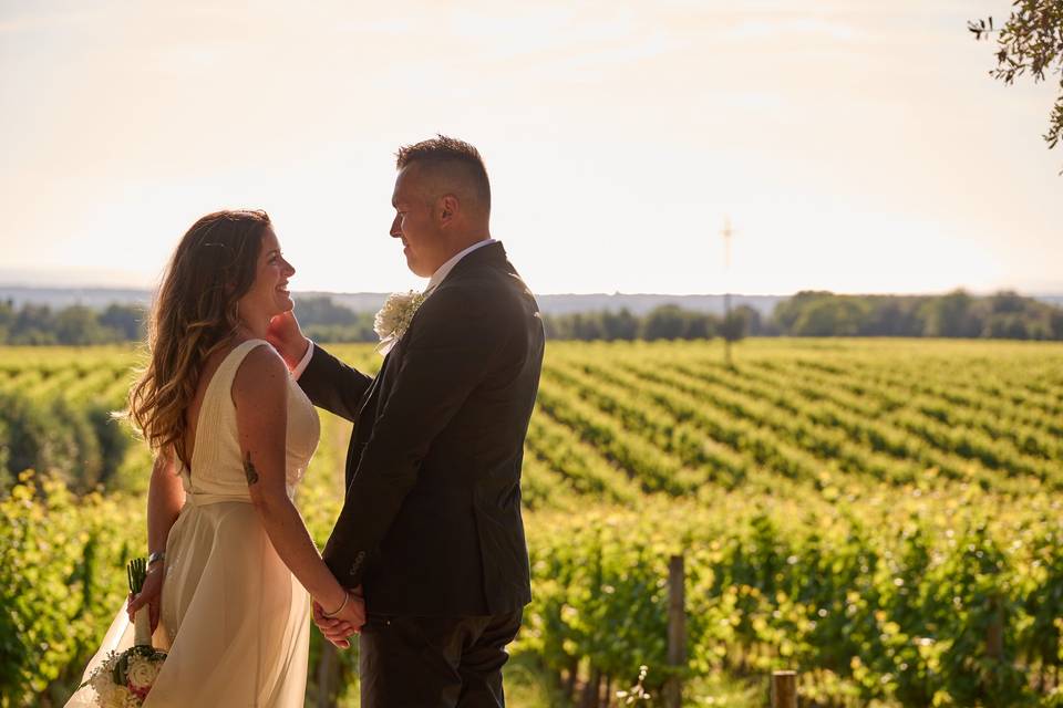 Vigne di bolgheri