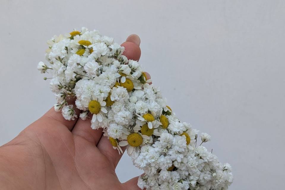 Coroncina