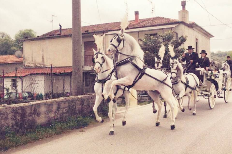 Carrozza bianca