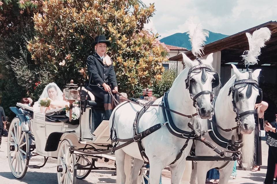 Carrozza con cavalli bianchi