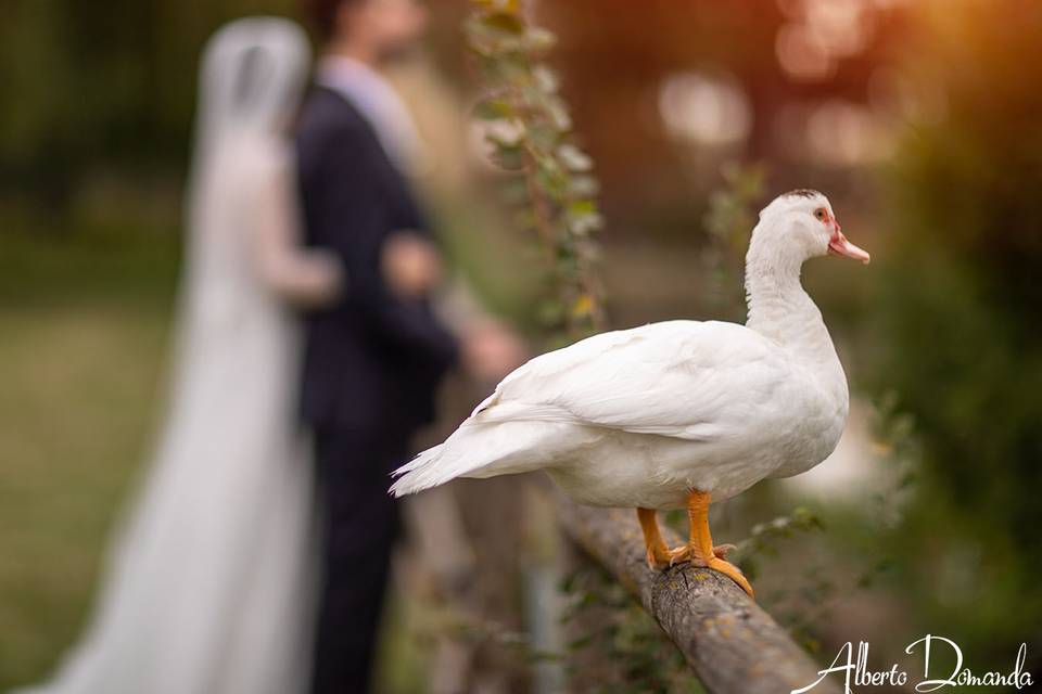 Dutch wedding