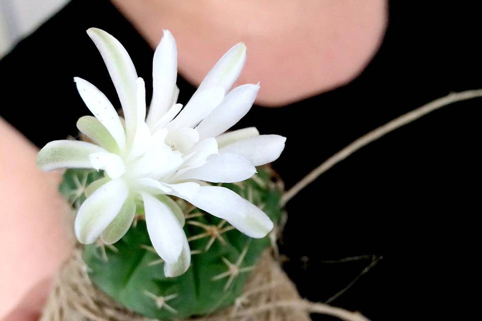 Fatkokedama in fiore