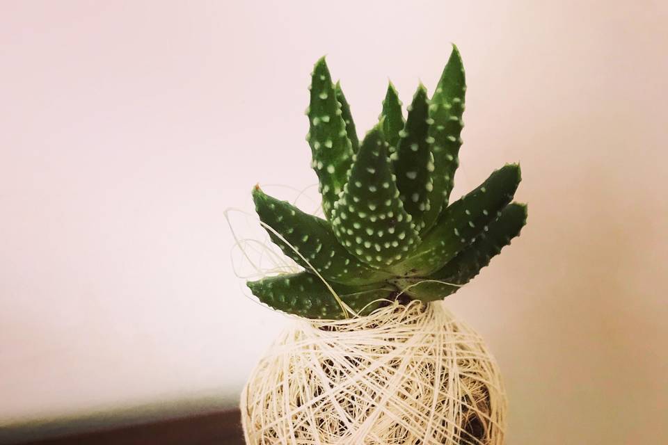 Minikokedama con fibra natural