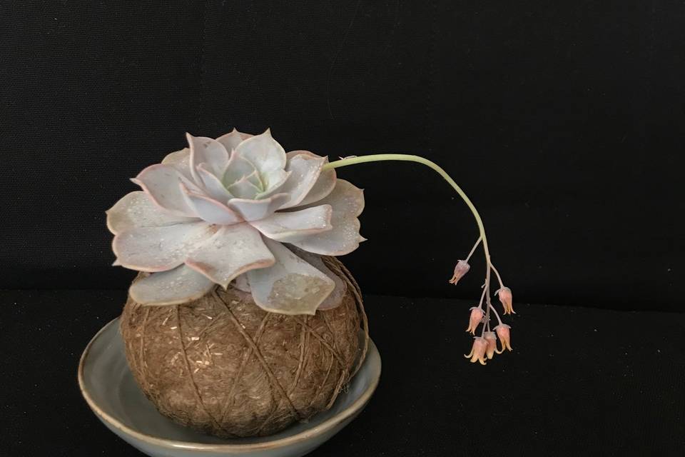 Kokedama in fiore