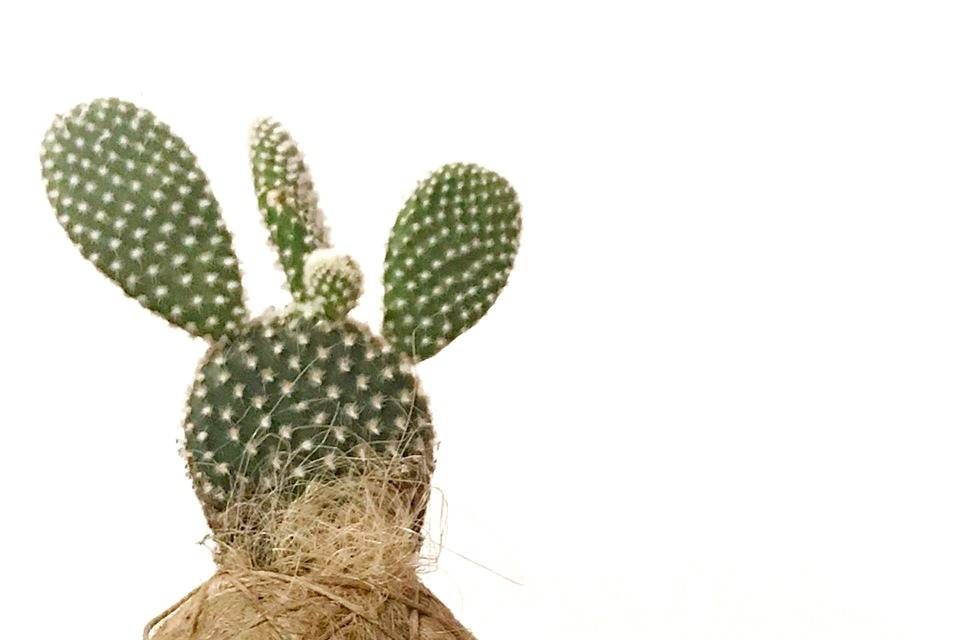 Fatkokedama cactus