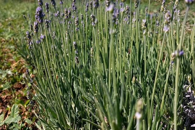 La nostra lavanda