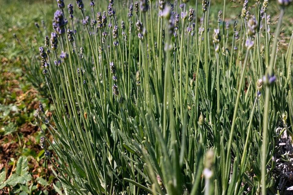 La nostra lavanda