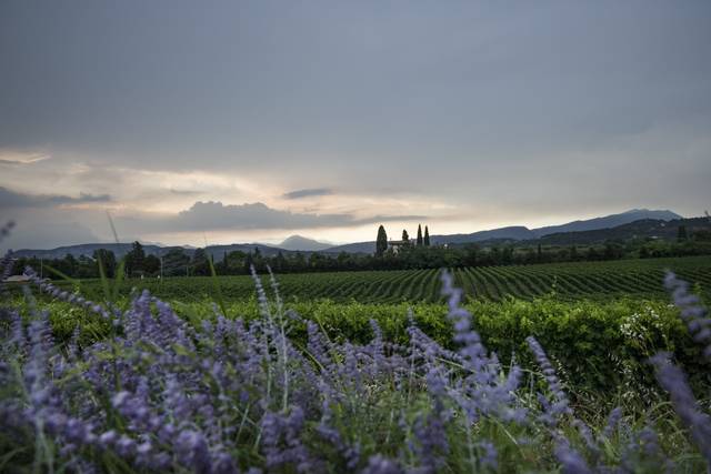 Tenuta la Cà