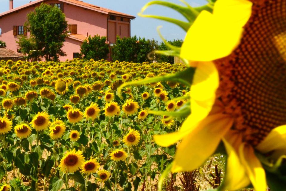 Il campo di girasoli