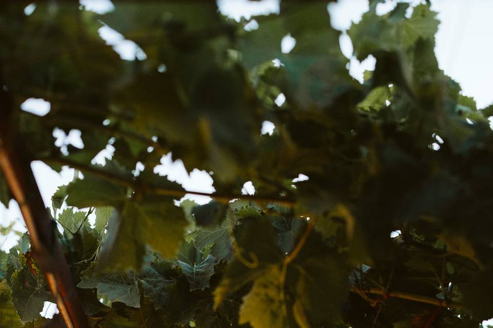 Masseria Le Cerase