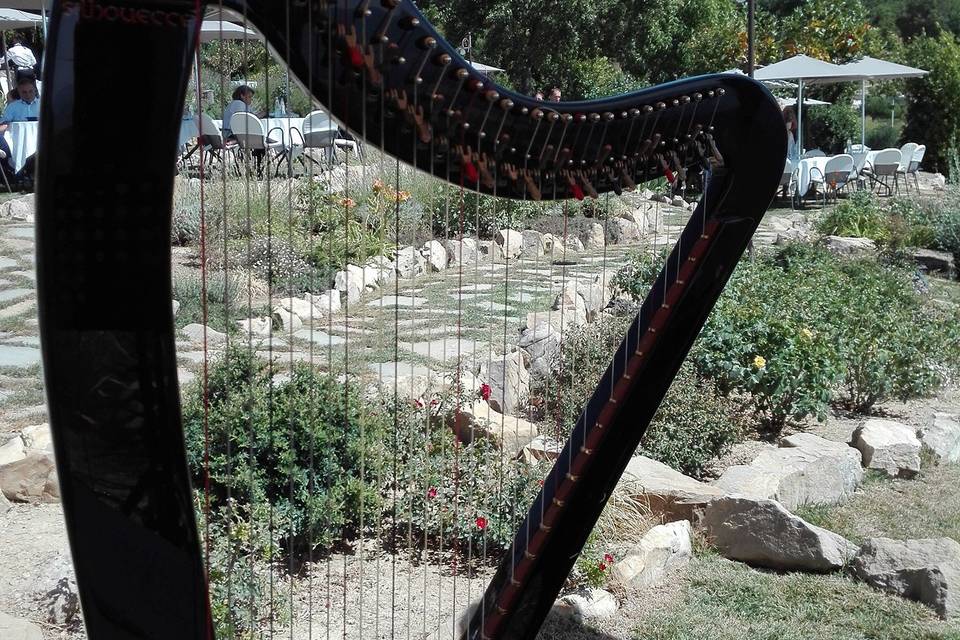 Harp...