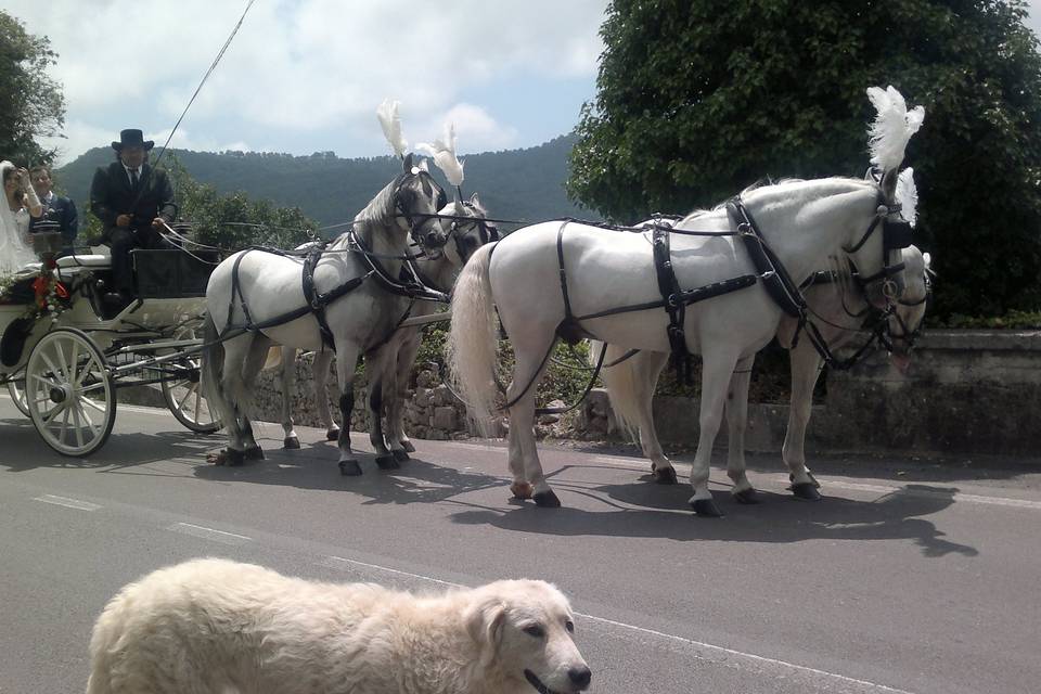 Spose in carrozza