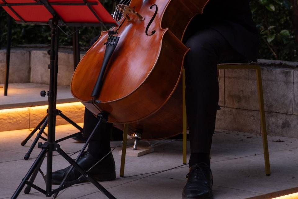 Violoncello e contrabbasso