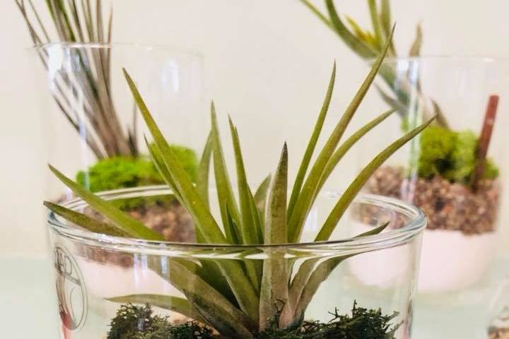 Cilindro con Tillandsia