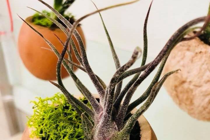 Tillandsia su BADAM