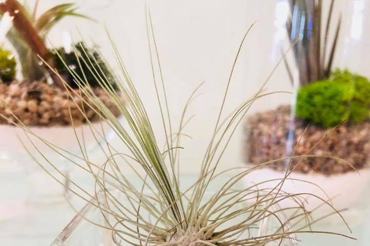 Cubo con tillandsia