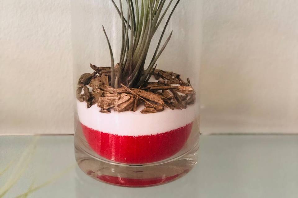 Cilindro con TILLANDSIA