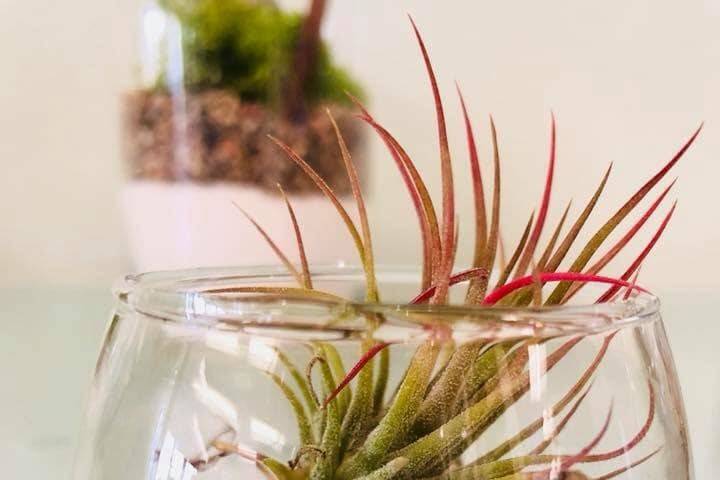 Boccia piccola con tillandsia