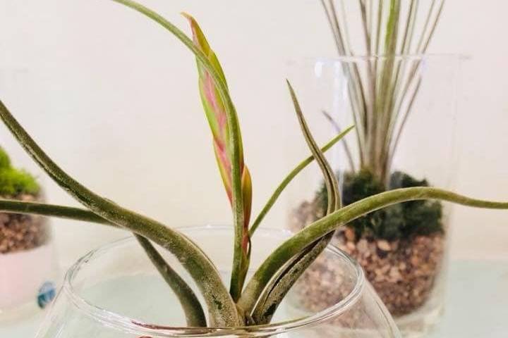 Boccia tillandsia bulbo